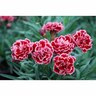 Dianthus Sugar Plum