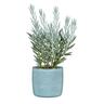 Indoor Solido Cup Pot Light Blue 13cm 117 x 129 x 129mm