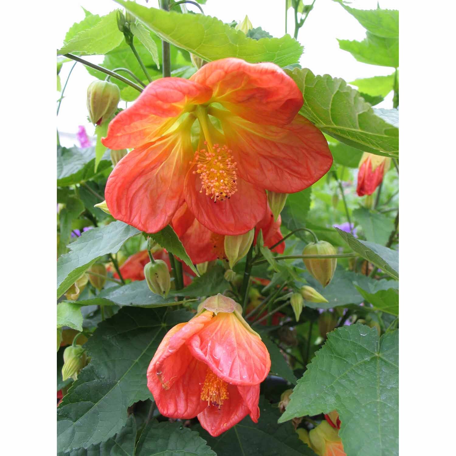 Abutilon Lucky Lantern