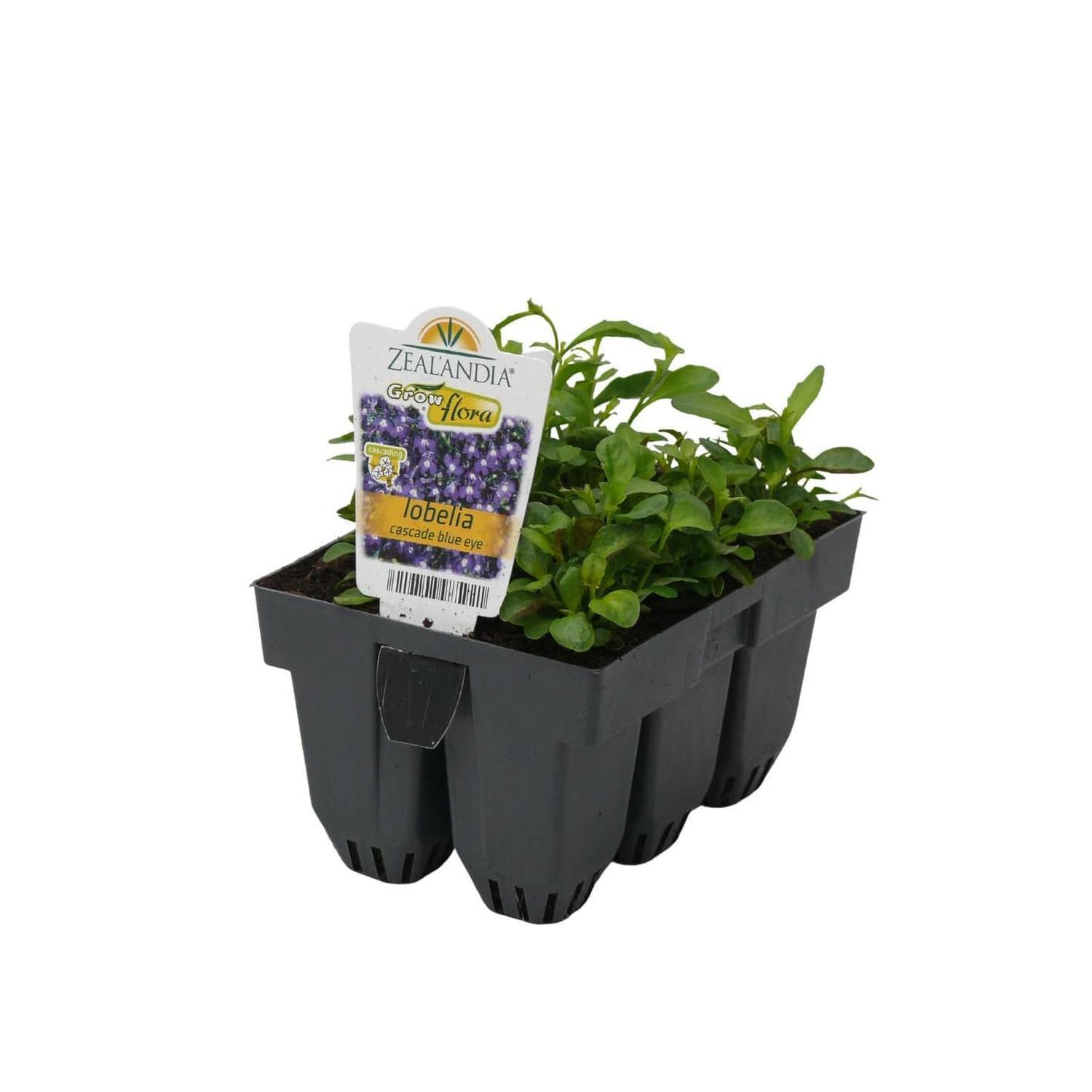 Lobelia Cascade