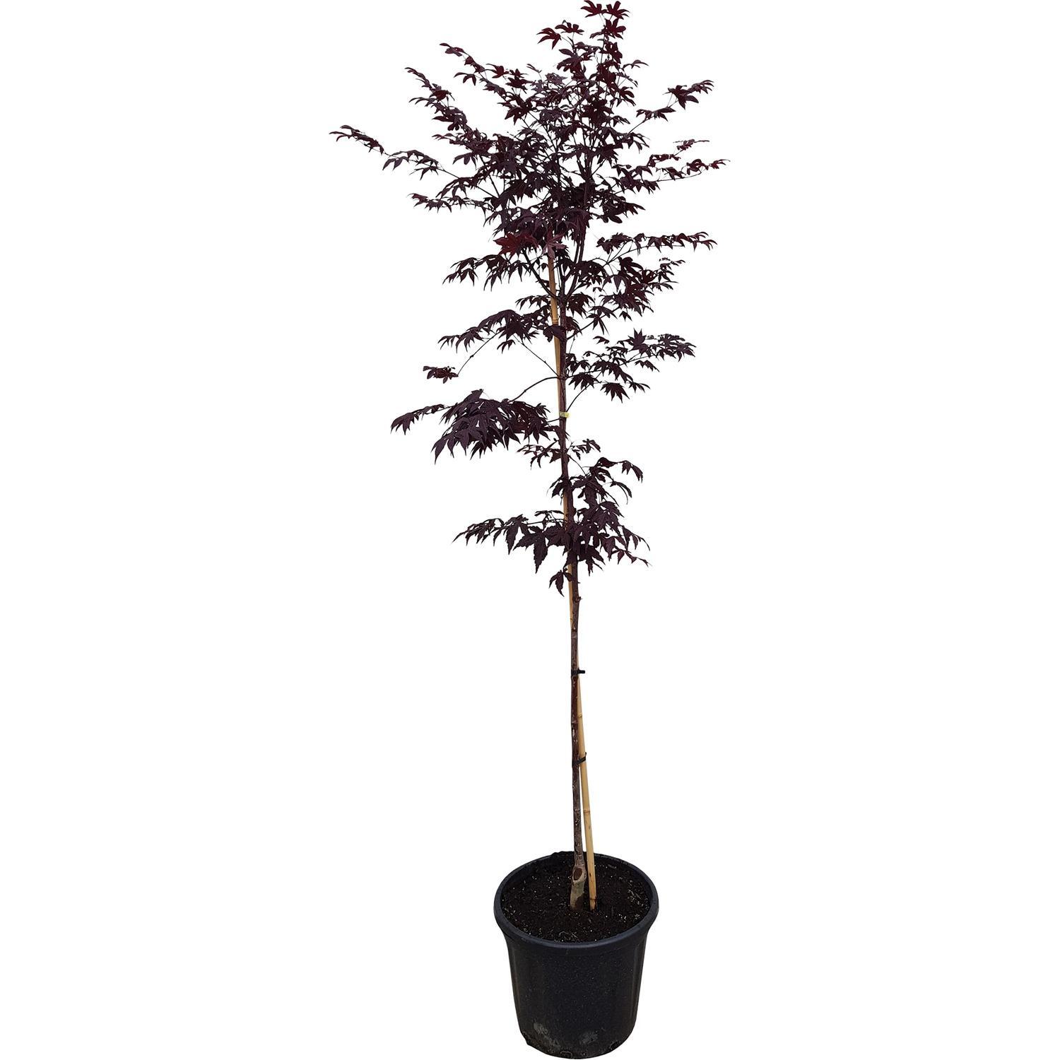 Acer Palmatum Bloodgood