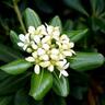 Pittosporum Tobira