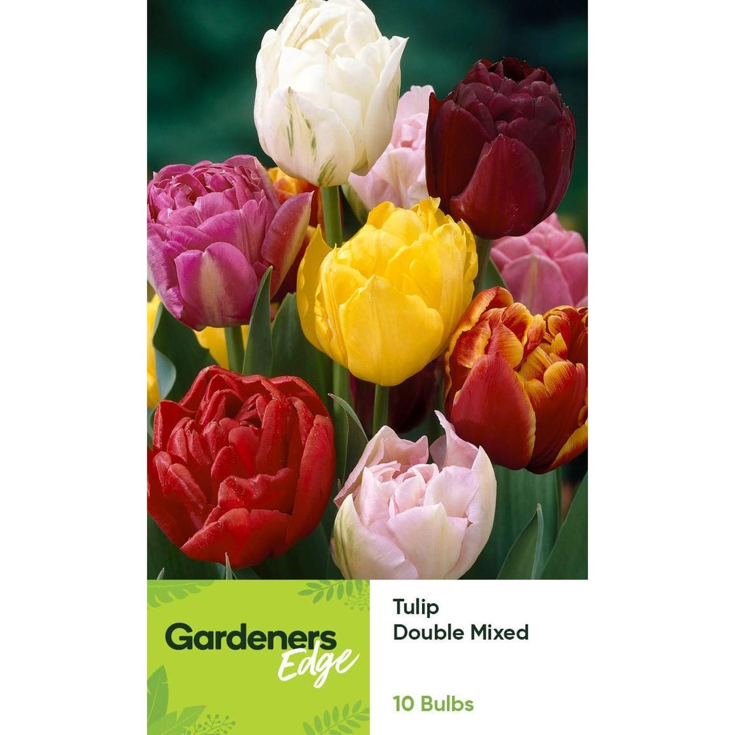 Tulip Double Mixed 10 pack