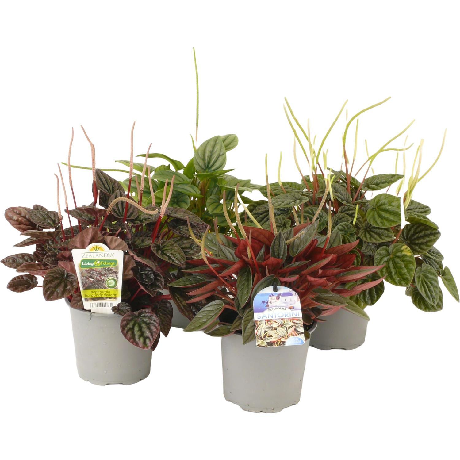 Peperomia Collection 12cm