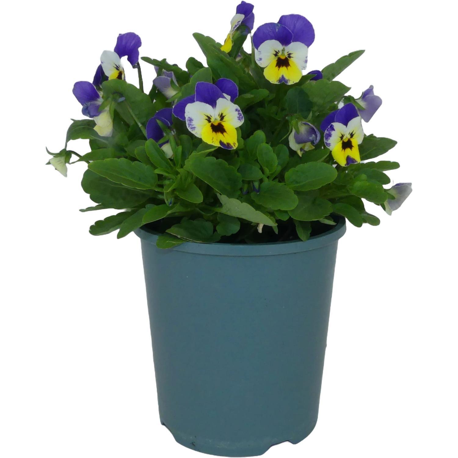 Viola Admire Jolly Face Supreme