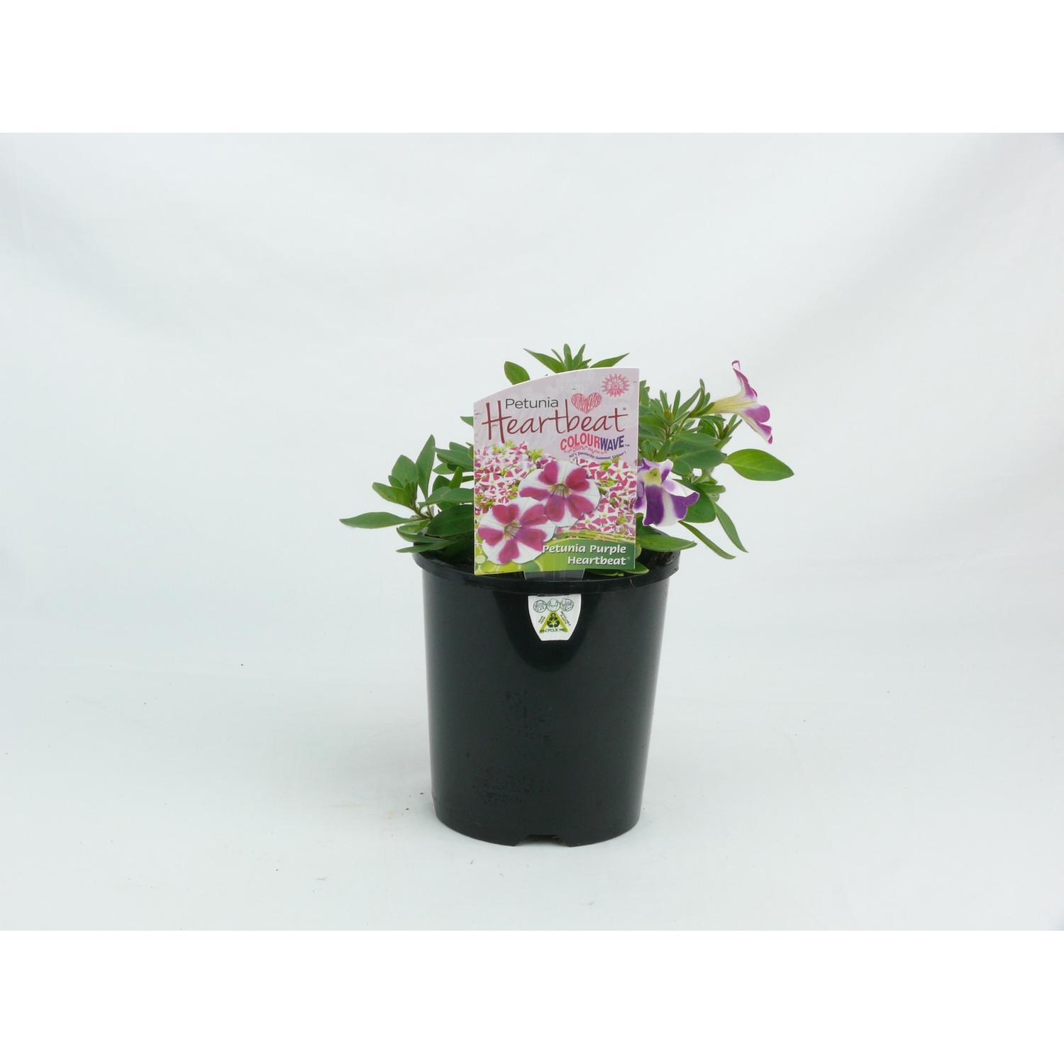 Colourwave Petunia Purple Heartbeat