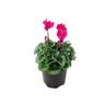 Cyclamen Metalis Heart Series