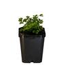 Parsley Italian
