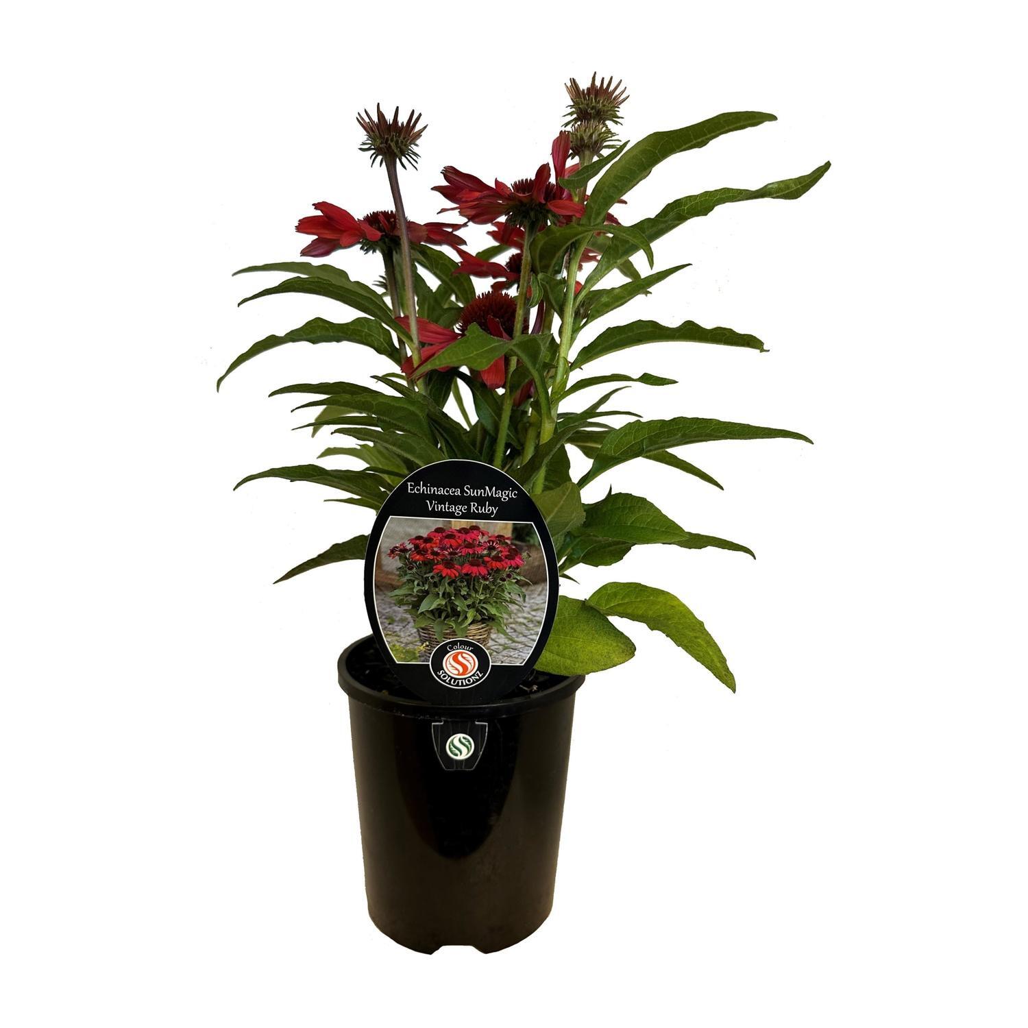 Echinacea SunMagic Vintage Ruby