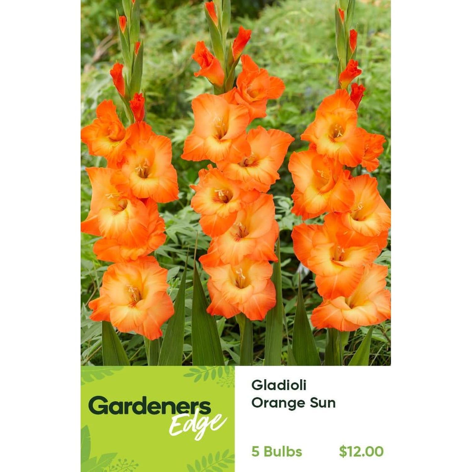 Gladioli Orange Sun Pack of 5