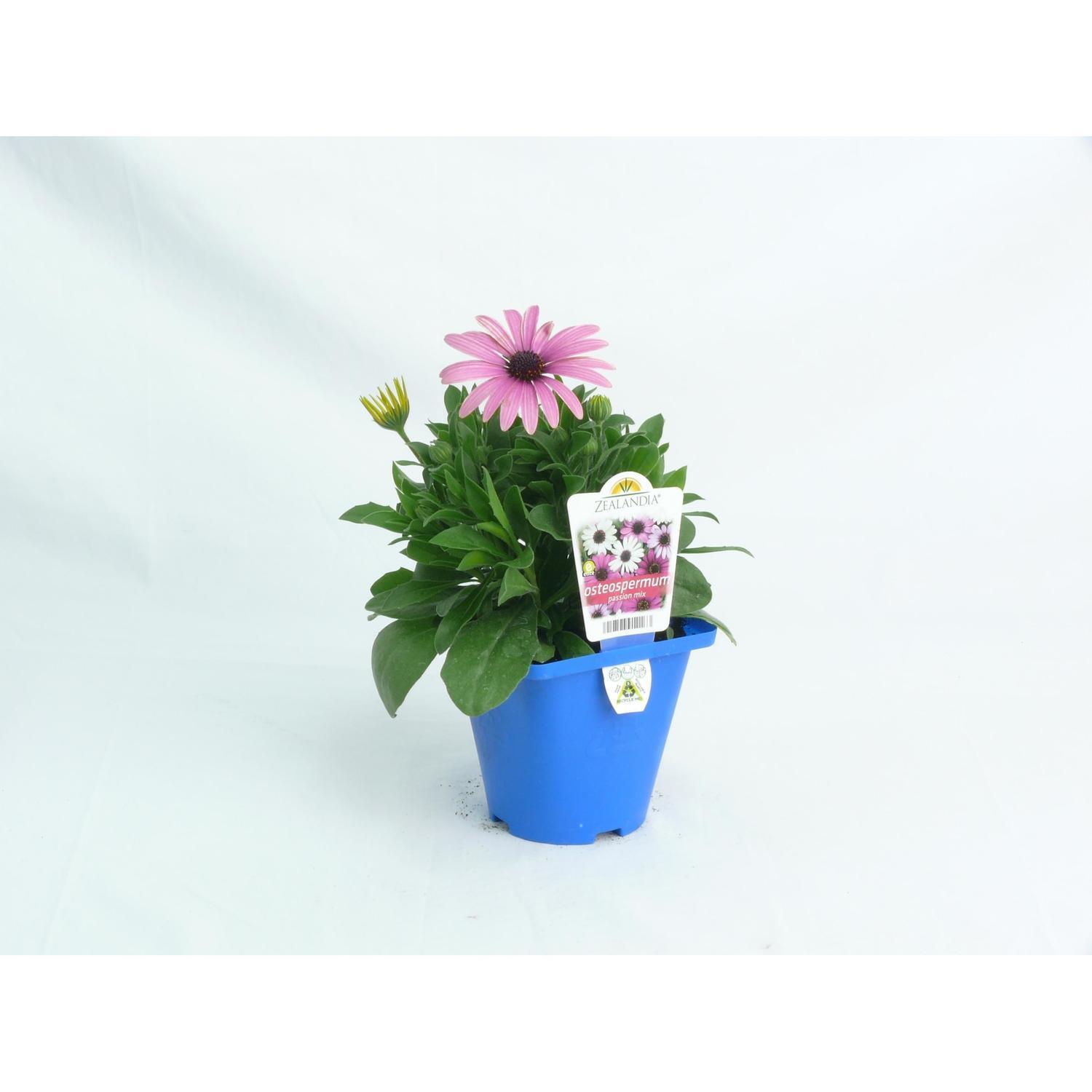 Osteospermum Passion Daisy
