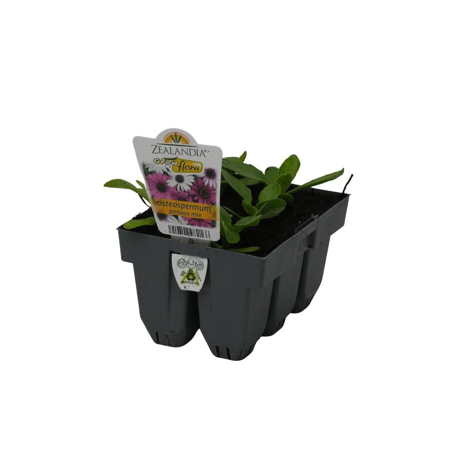 Osteospermum Passion