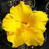 Hibiscus Macdelveons Yellow