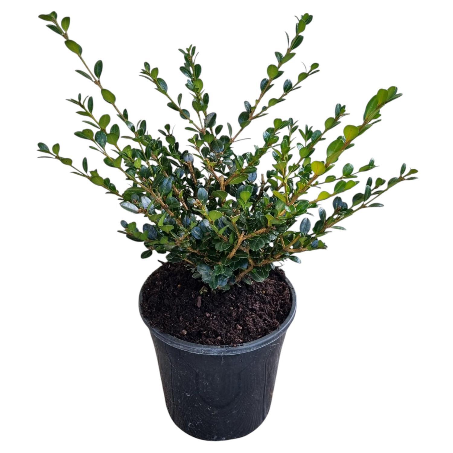 Buxus Hybrid Green Gem 4L