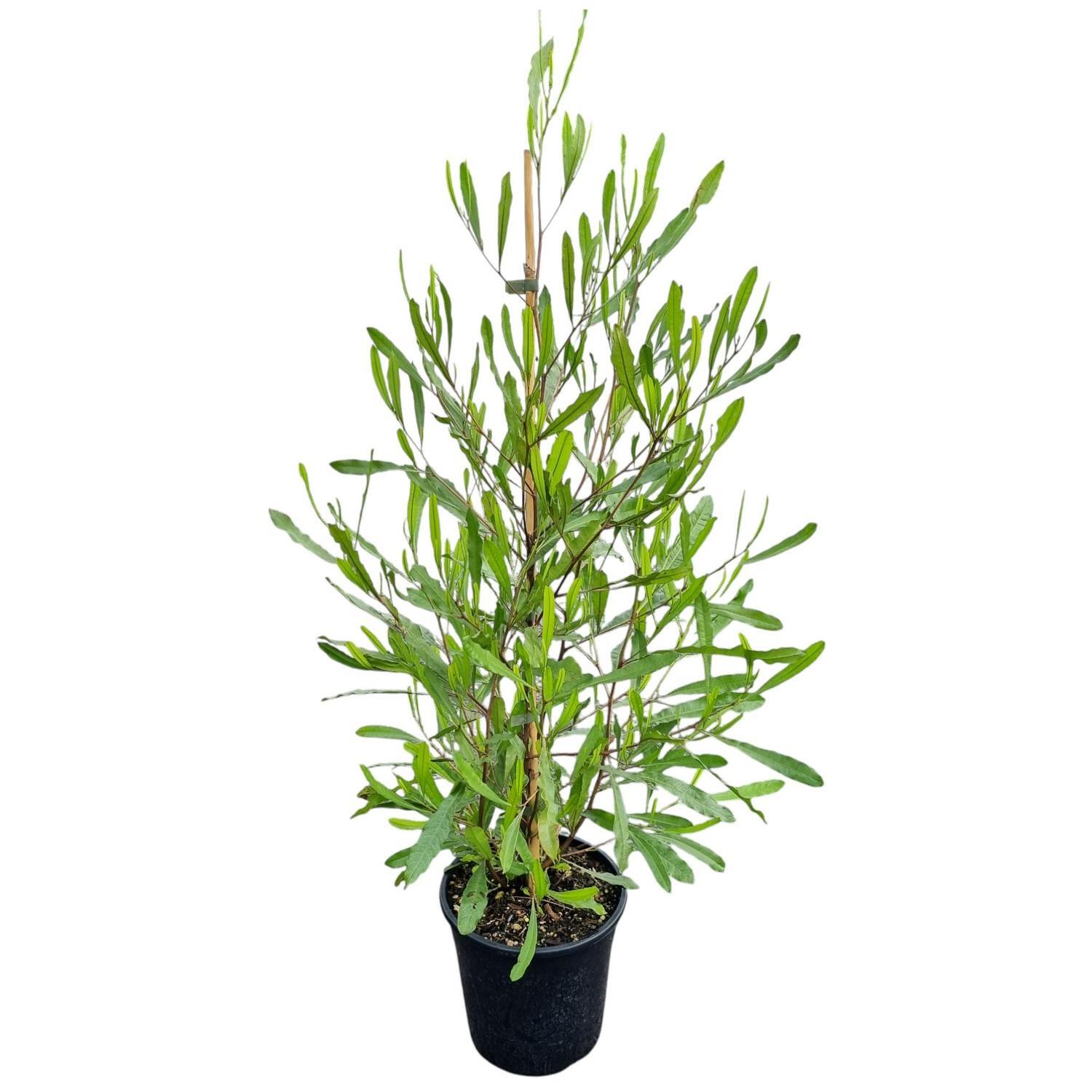 Dodonaea Viscosa 4L
