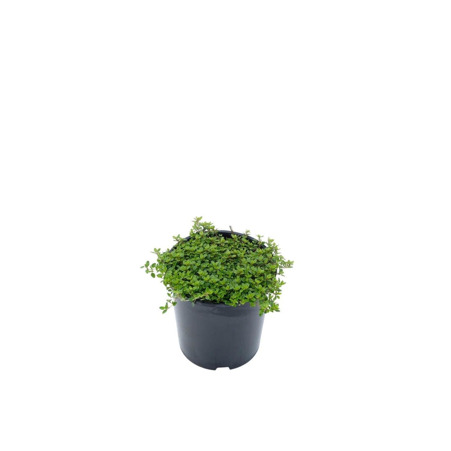 Thymus vulgaris aurea