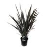 Phormium Black Rage