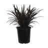 Phormium Black Magic 2.5L