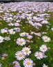 Brachyscome Multifida