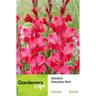Gladioli Fairytale Pink Pack of 5