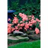 Flower Carpet Rose Coral