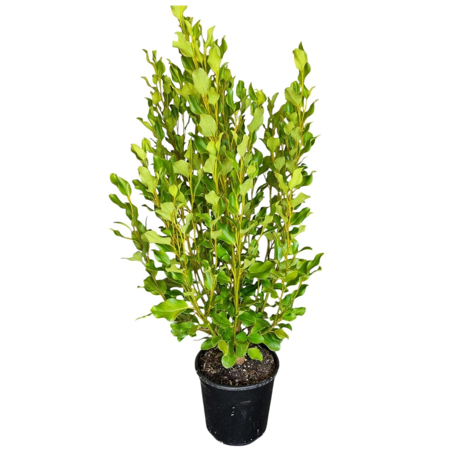 Griselinia Littoralis Broadway Mint  6L