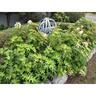 Hydrangea Pee Wee