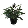 Hosta Salute