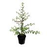 Pittosporum Wrinkle Blue