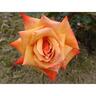 Rose Bush Remember Me