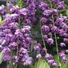 Wisteria Black Dragon