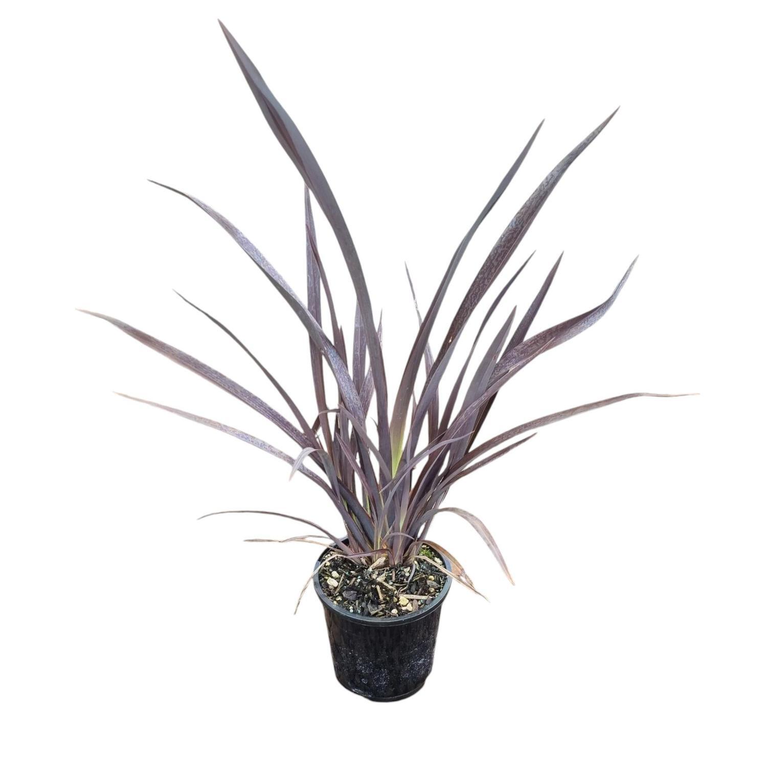 Phormium 'Flax' Black Rage  1.3L