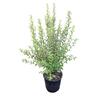 Pittosporum Jade 2L