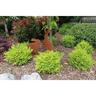Nandina Magical Lemon Lime PVR