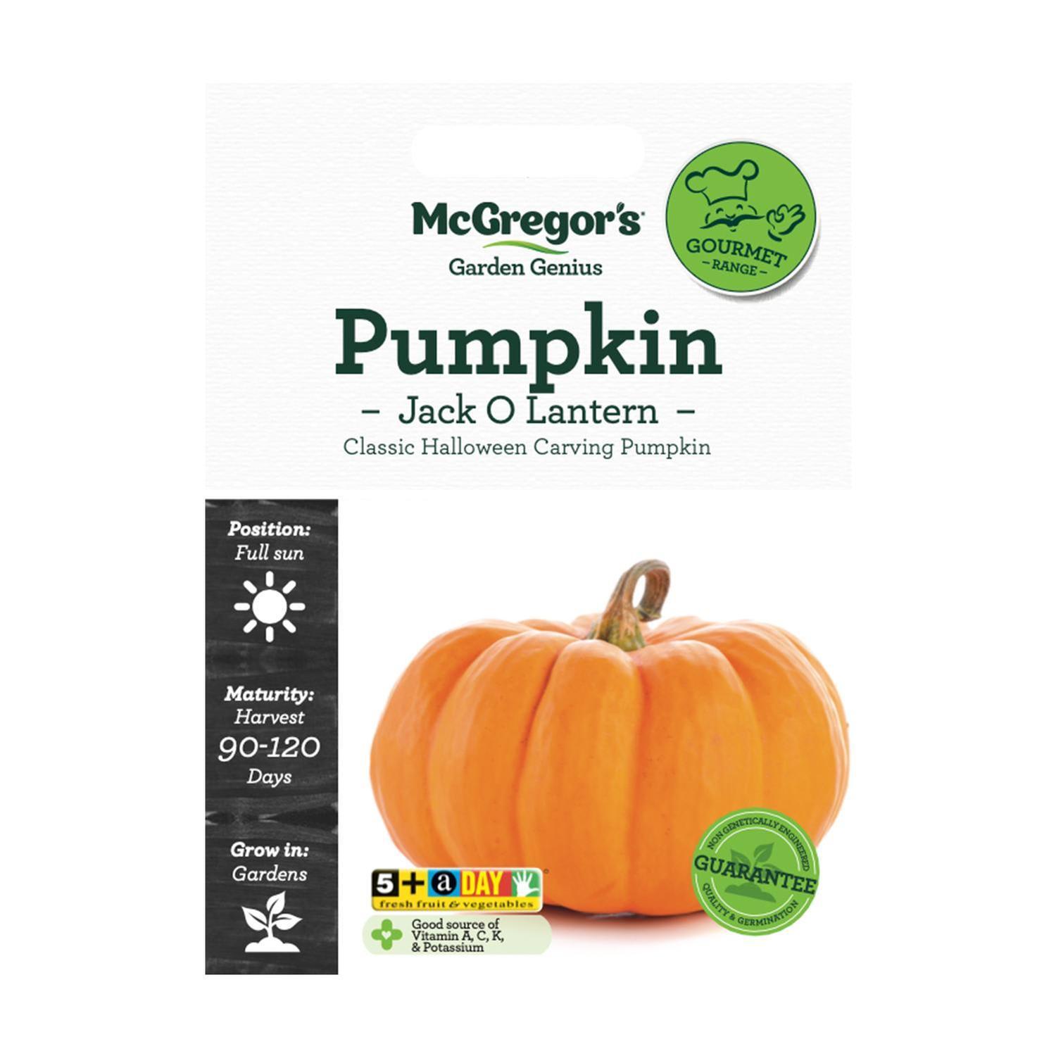 Pumpkin  Jack O Lantern Vegetable Seed
