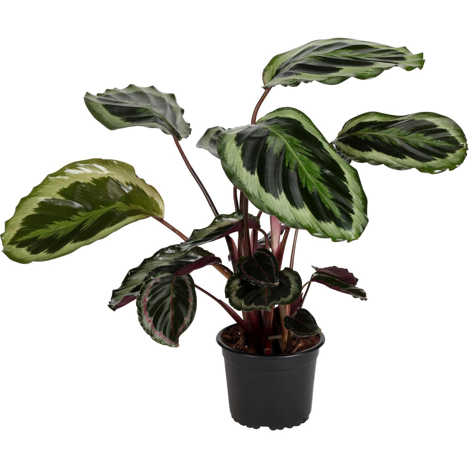 Calathea Shinestar