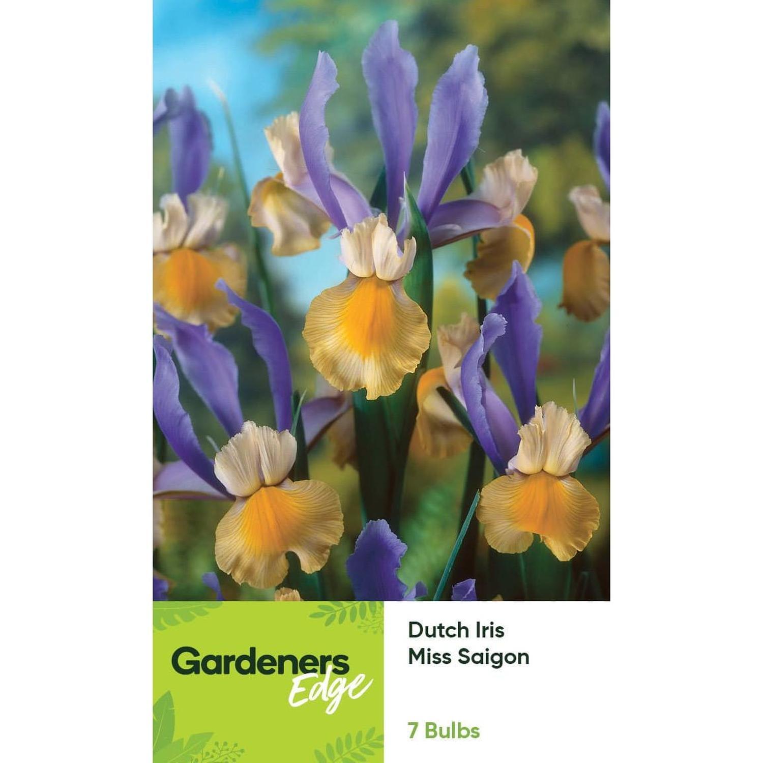 Dutch Iris Miss Saigon 7 pack