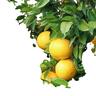 Grapefruit Golden Special