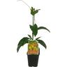 Passionfruit Golden Passion 120mm Yellow