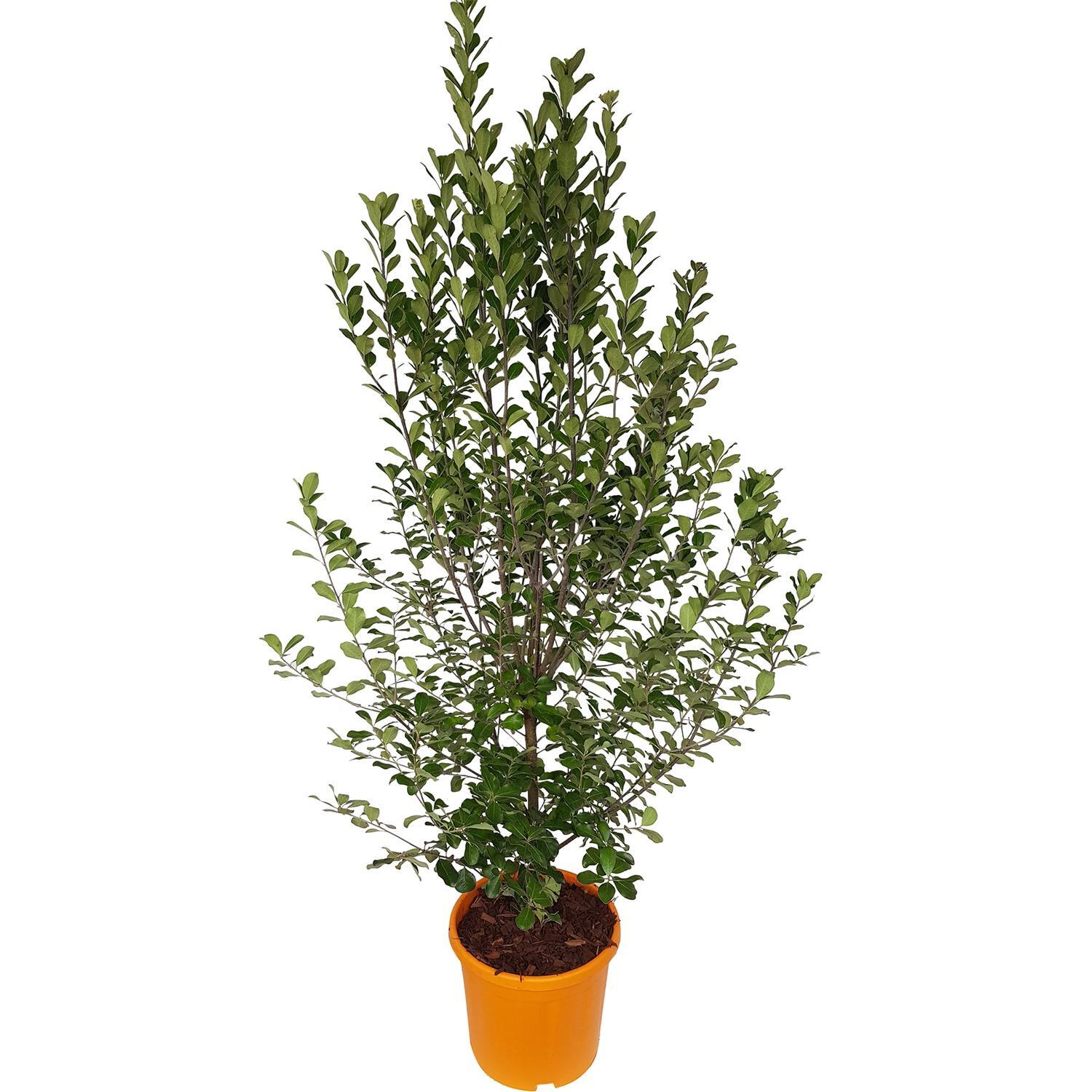 Pittosporum Crass Green Lustre