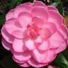 Camellia Hybrid 'Dream Boat'