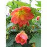 Abutilon Lucky Lantern