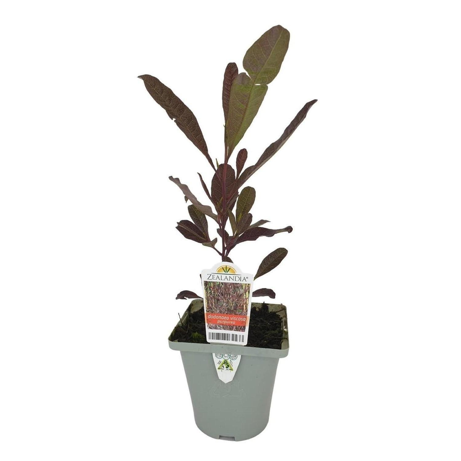 Dodonaea viscosa Purpurea