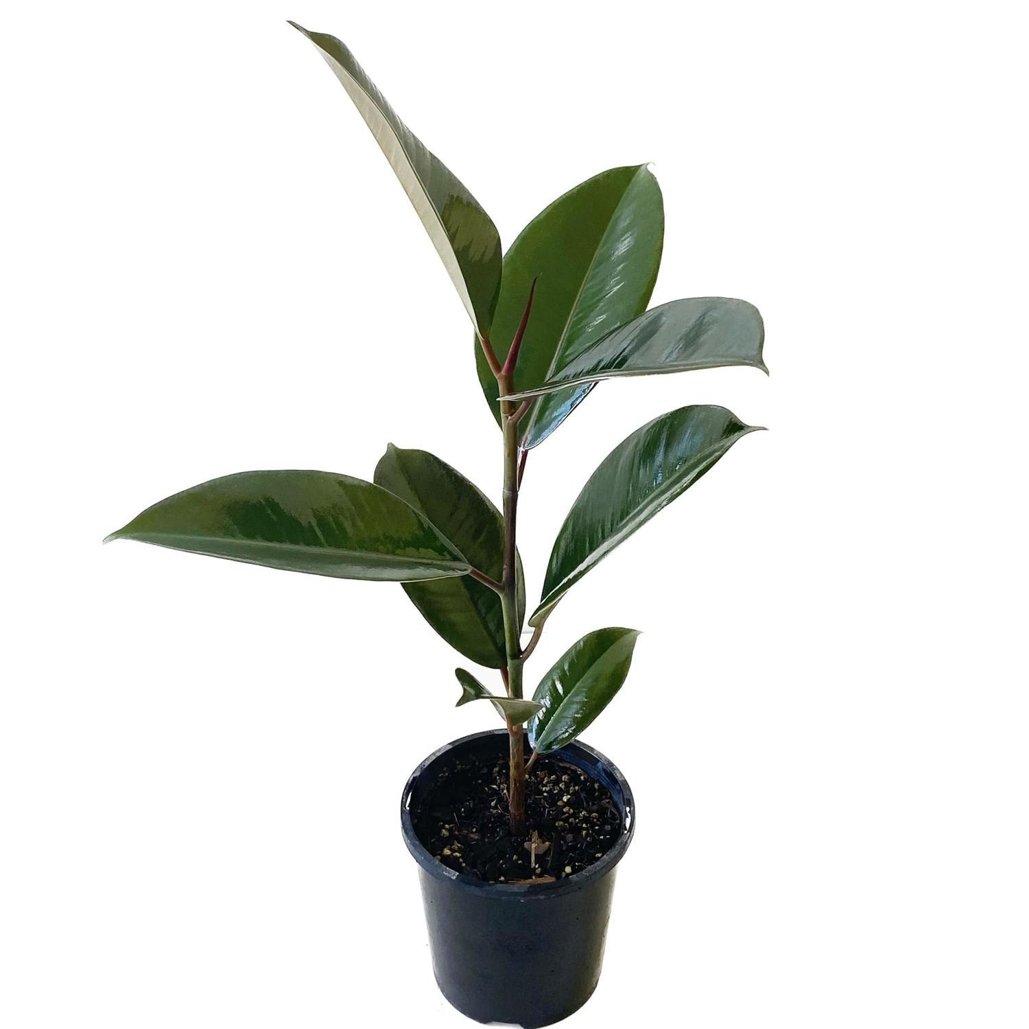 Ficus Robusta 'Rubber Plant' 12cm