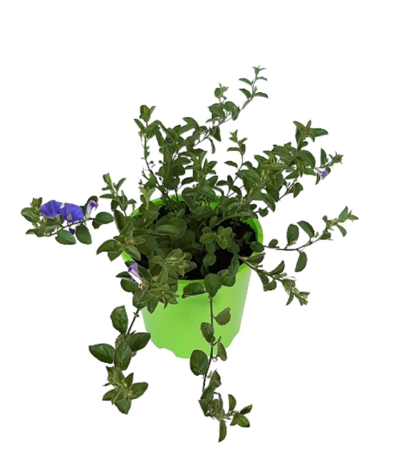 Convolvulus Mauritanicus
