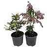 Pieris Assorted 1.5L