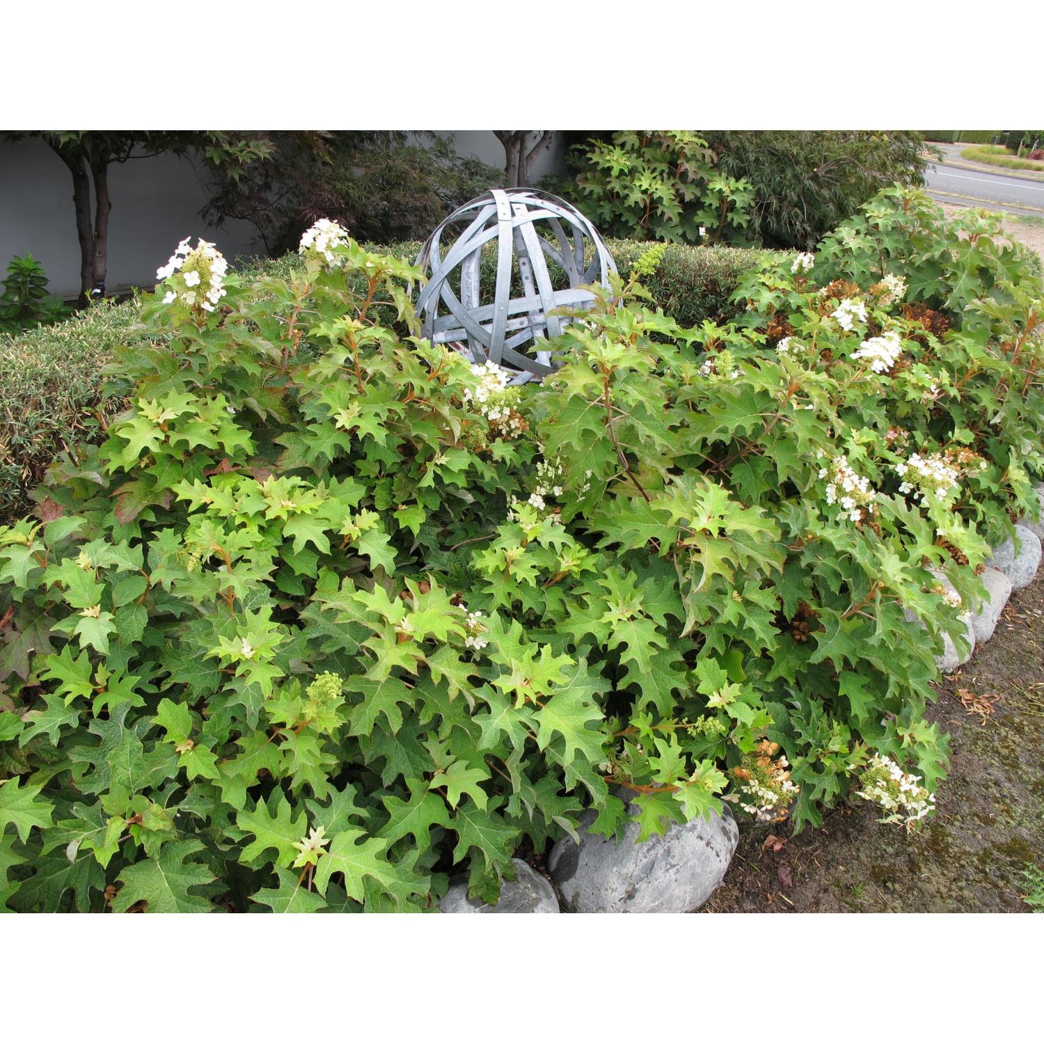 Hydrangea Pee Wee