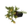 Grevillea Gold Rush