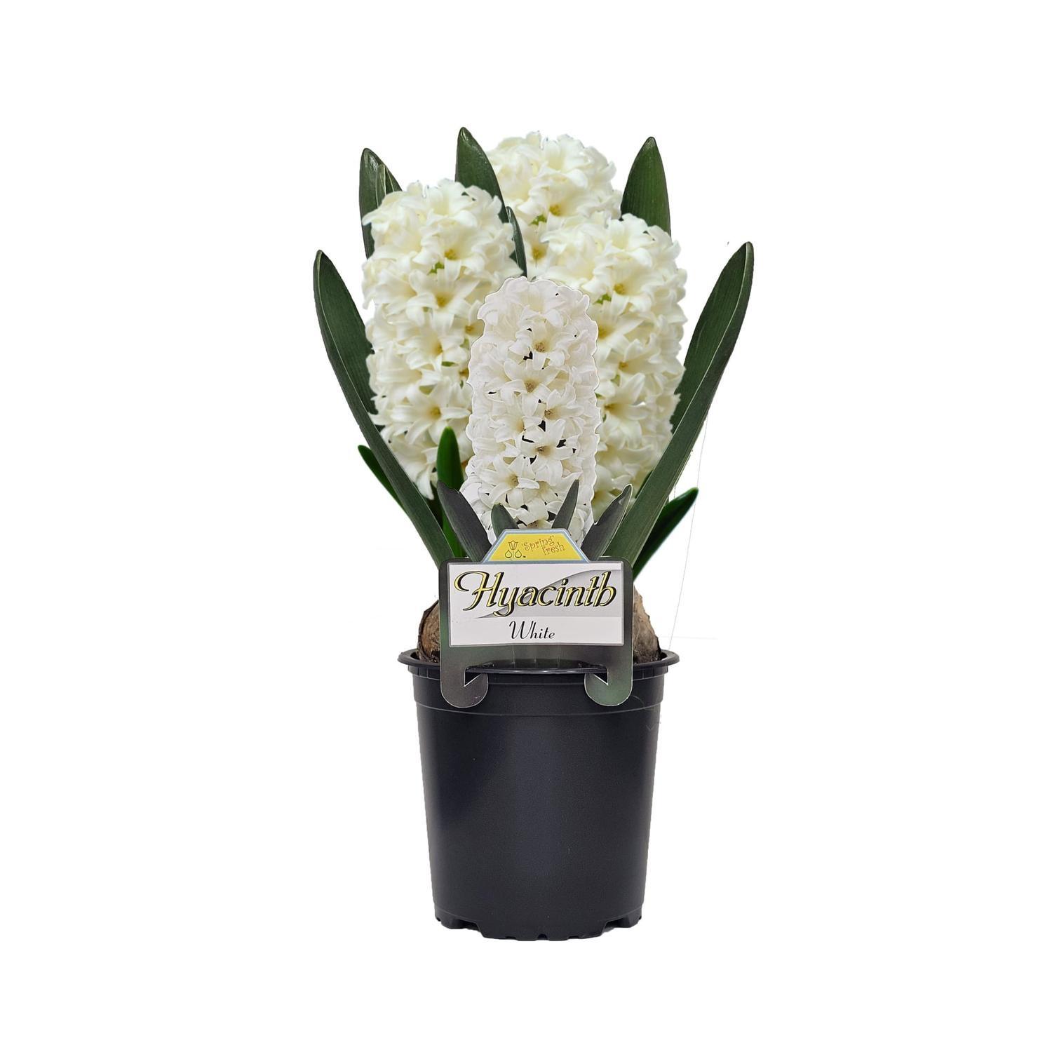 Potted Hyacinth