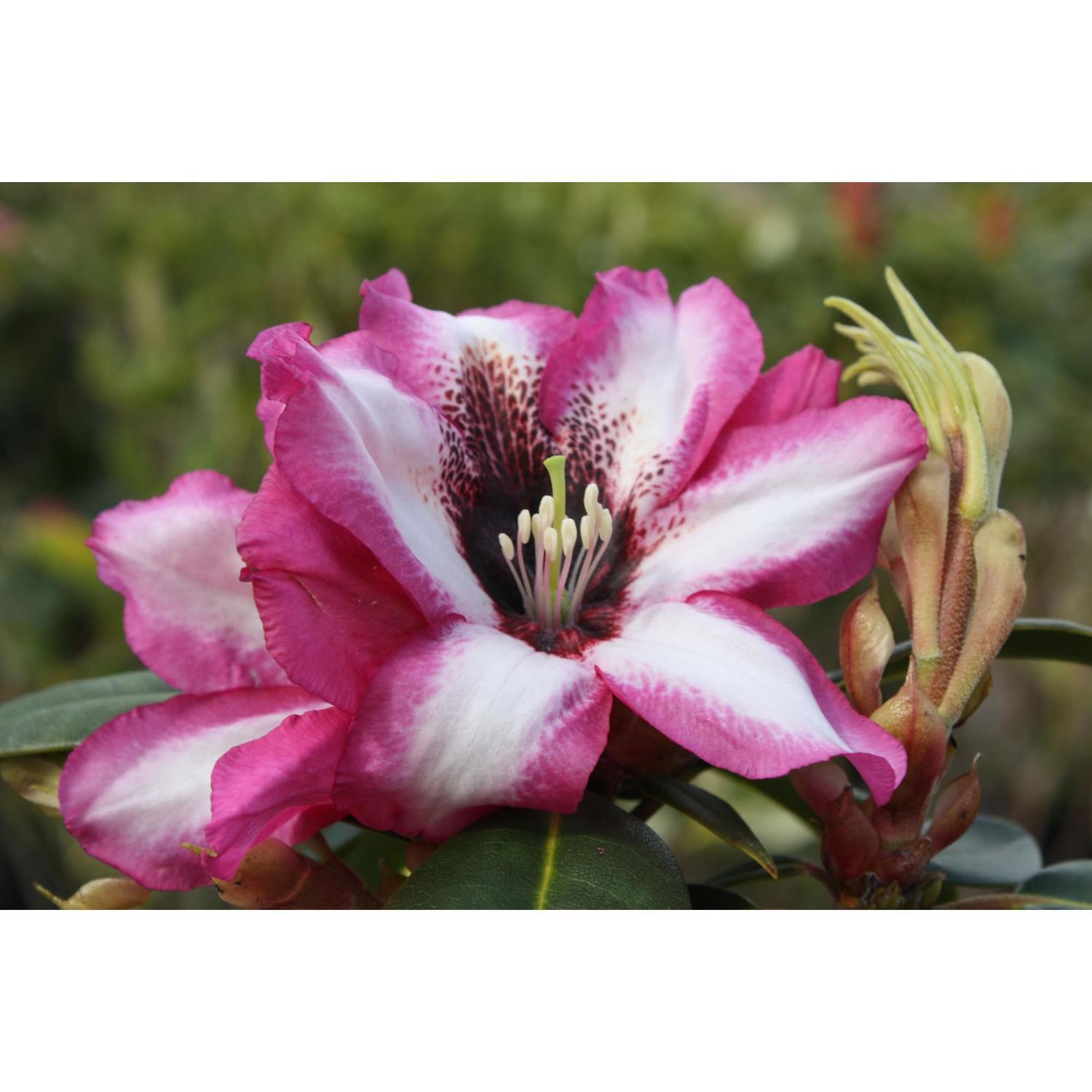 Rhododendron Grandma's Hat